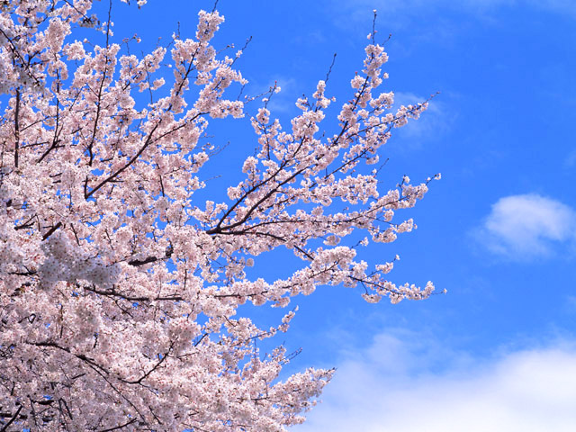 sakura.jpg 640×480 158K